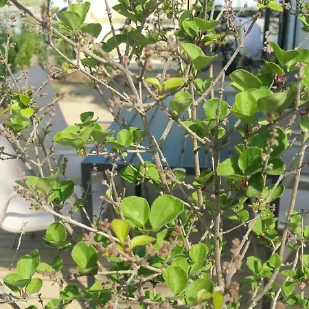Apartment Ostsee-garten Im Kiefernwald